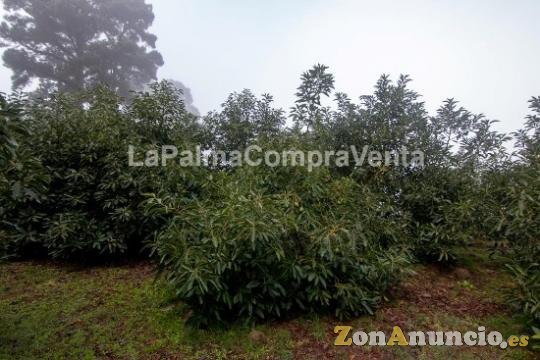 ID-444 Terreno en producción de aguacates con 100 matas